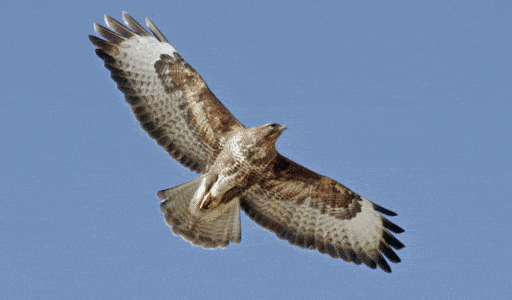 La Lipu regala un falco anti-piccioni al Santobono - la Repubblica